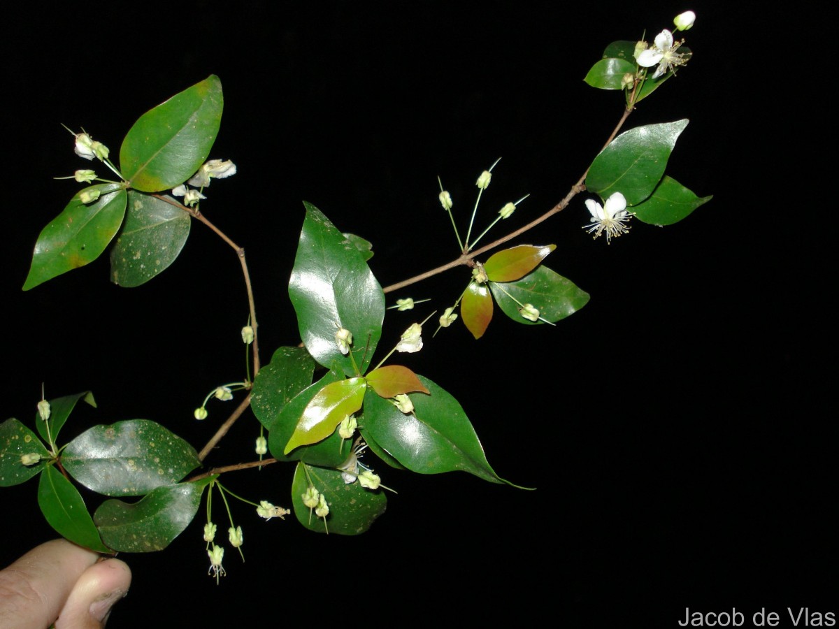 Eugenia uniflora L.